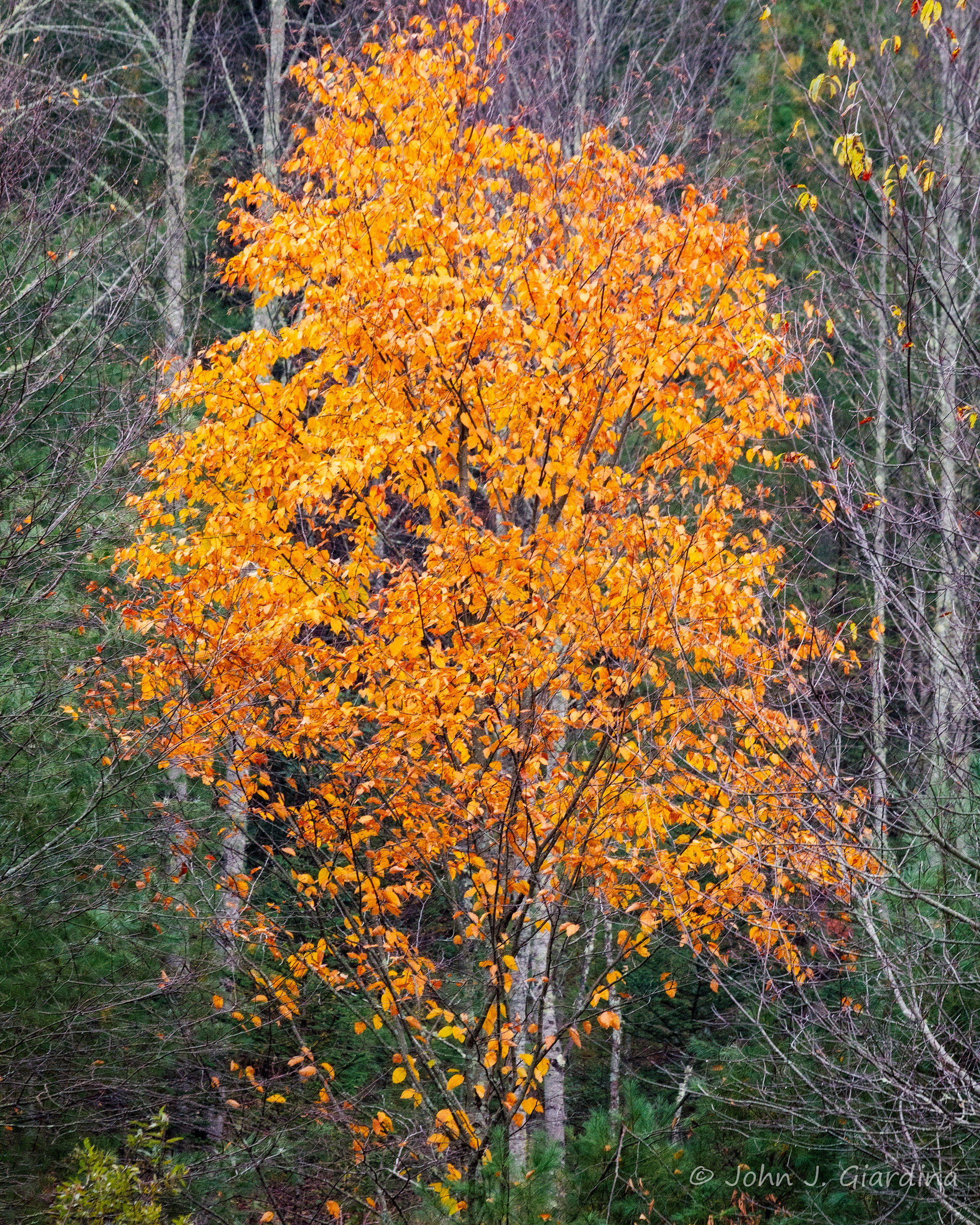 Apricot Billows