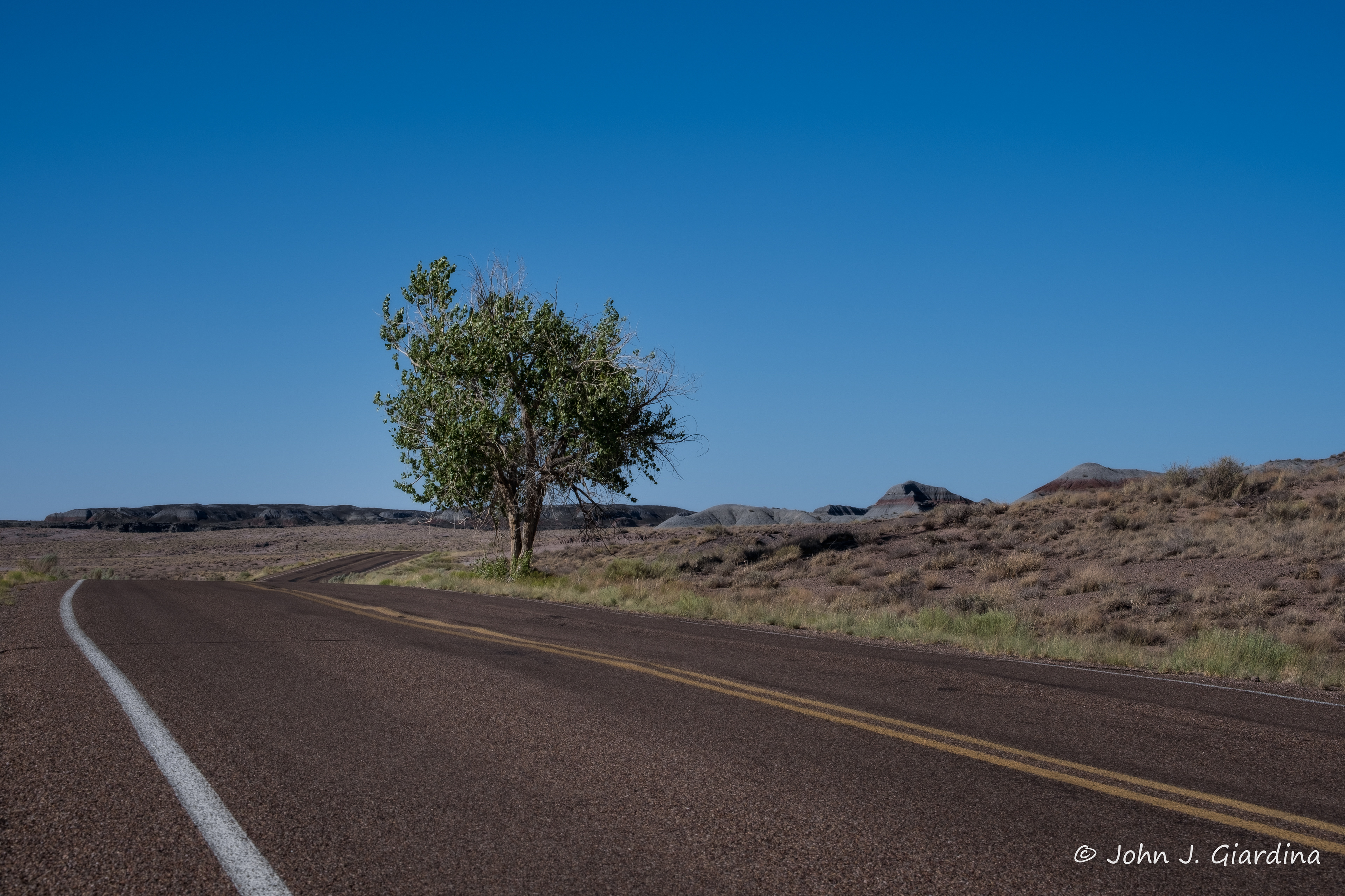 Roadside Arizona Tree
