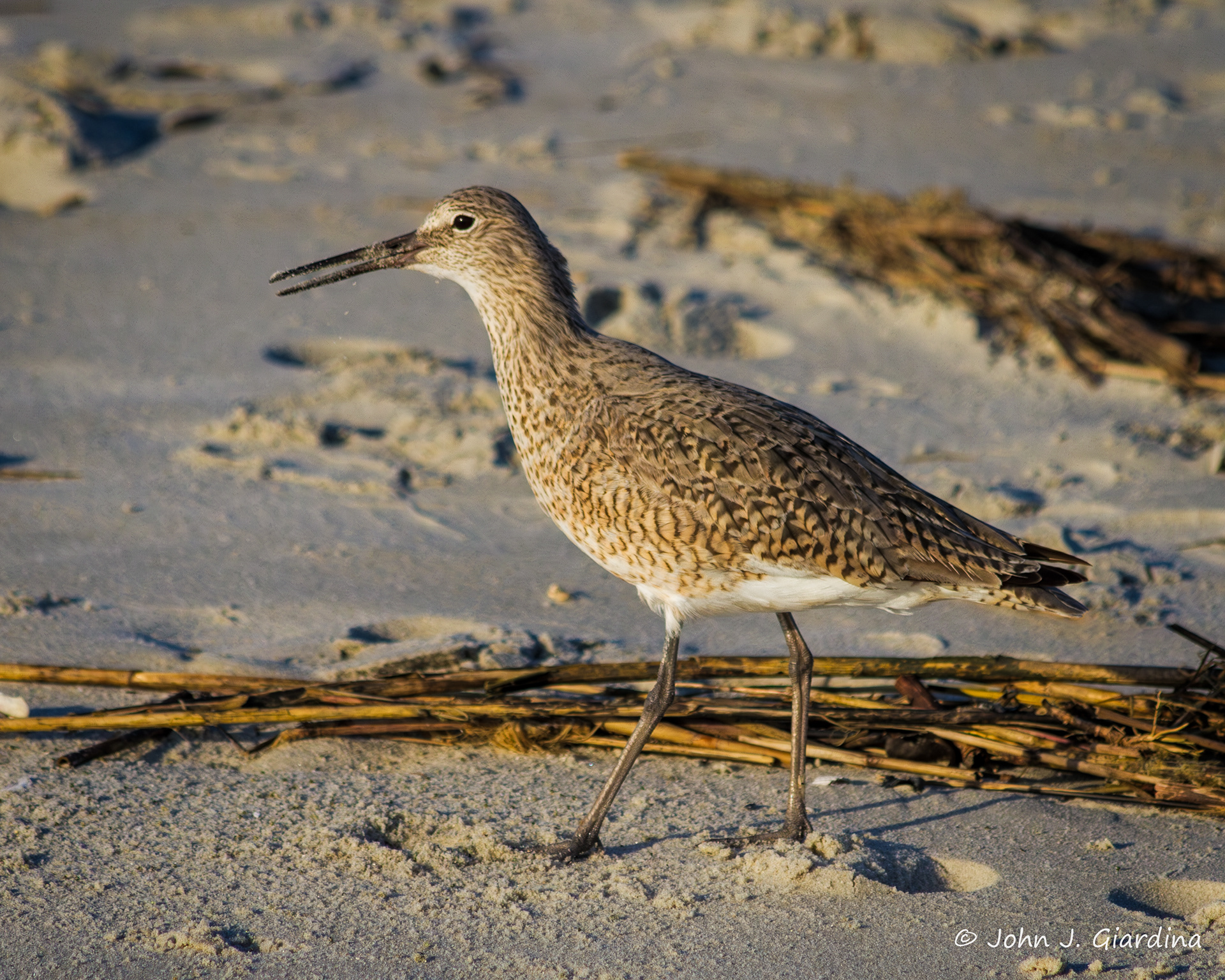 The Willet