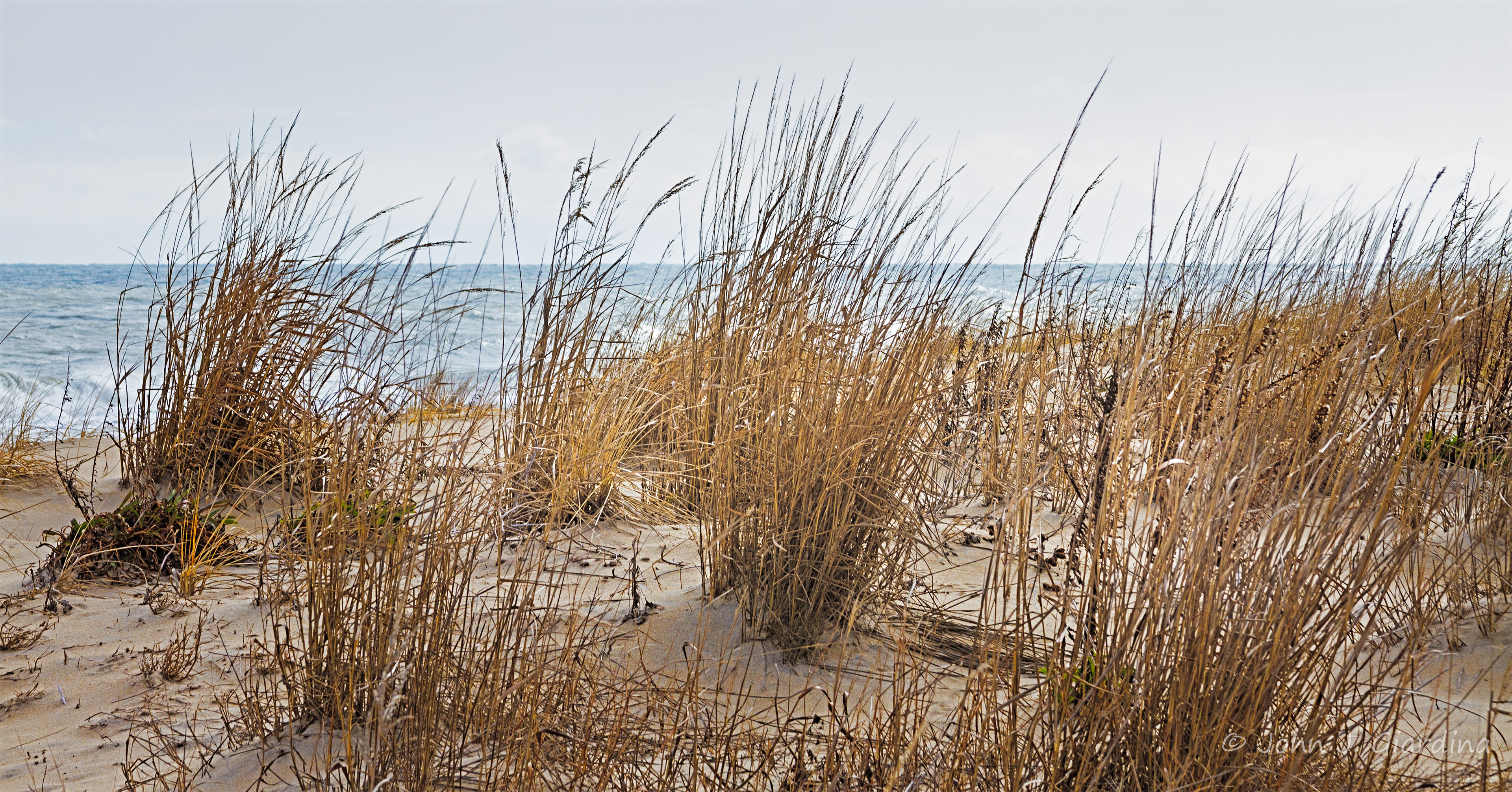 The Dune's Irregulars