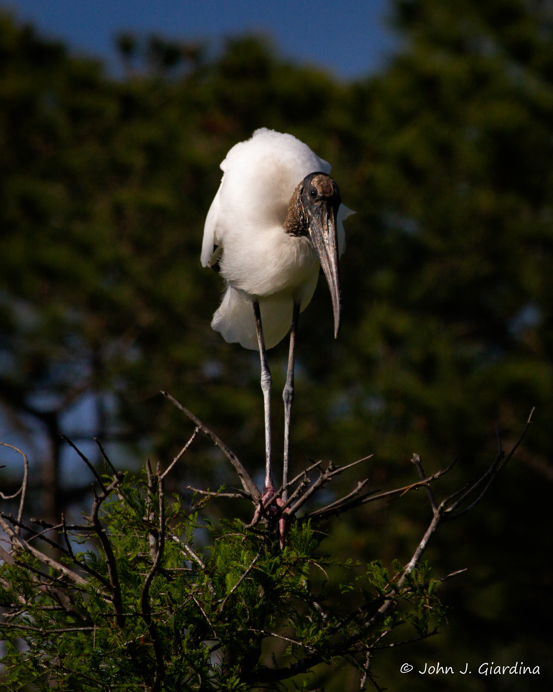 Wood Stork Perched Up High