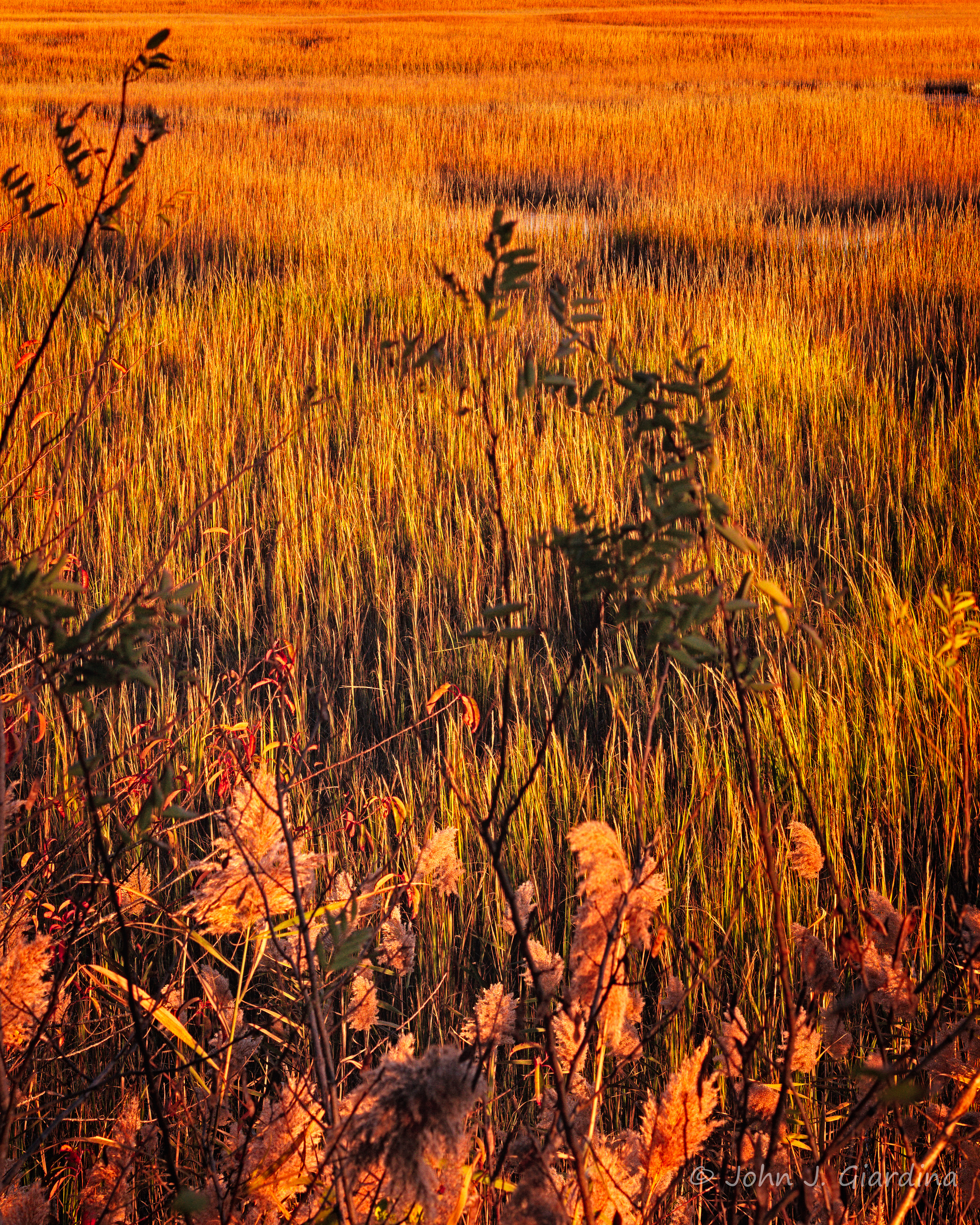 Amber Waves