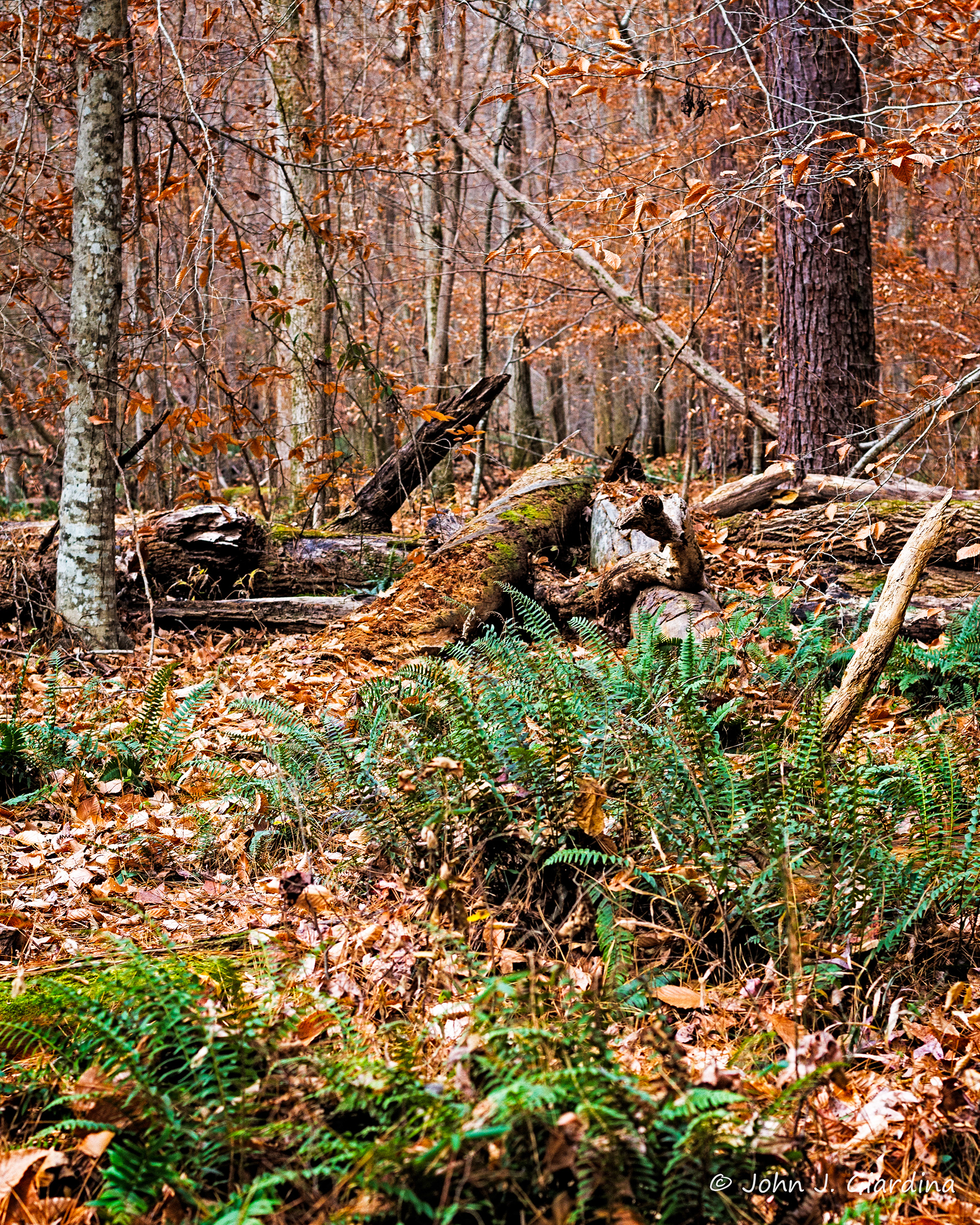 Along the Loblolly Trail