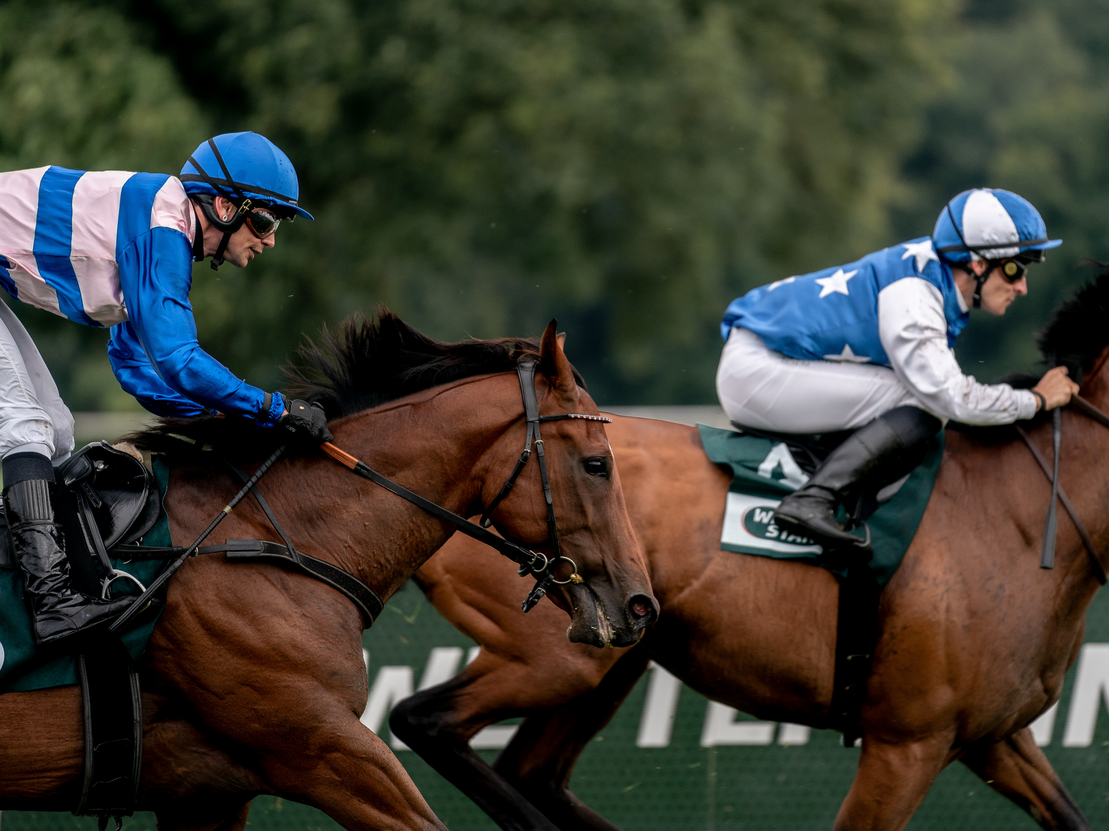 Die Jockeys auf den letztens metern vor dem Ziel.