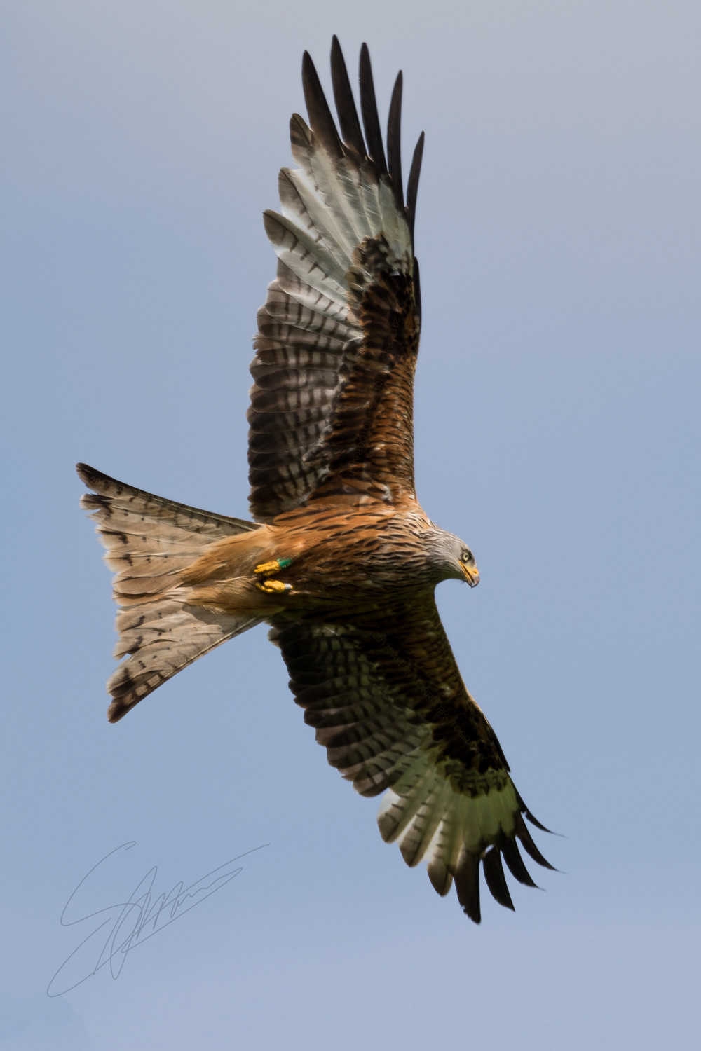 Red Kite in Flight