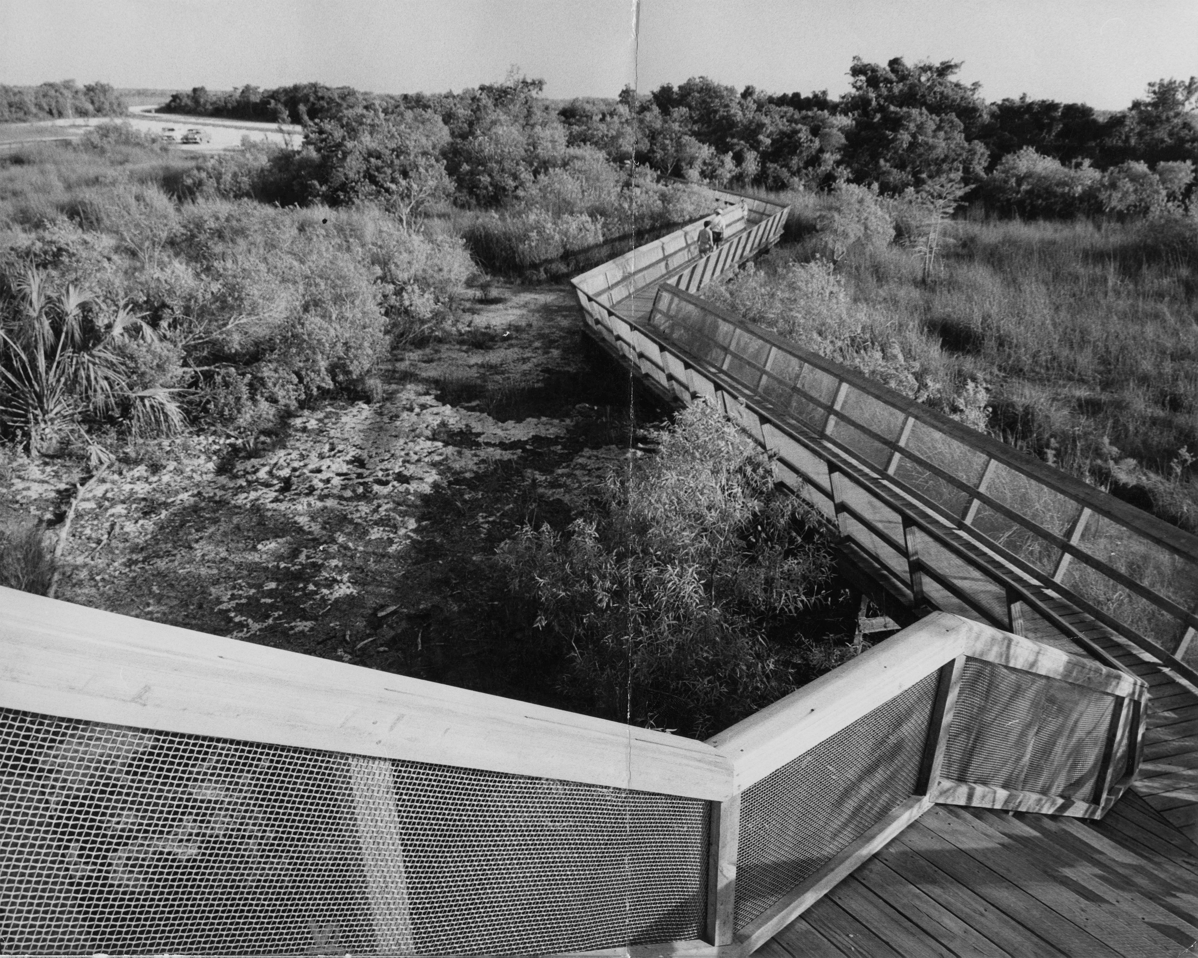 PA Hay Okee Trail. A combination of roads, parking lots, and boardwalk trails have replaced canoes and slogging (walking in the water) for most visitors to the Everglades, 1960. Miami News Collection/HistoryMiami Museum.