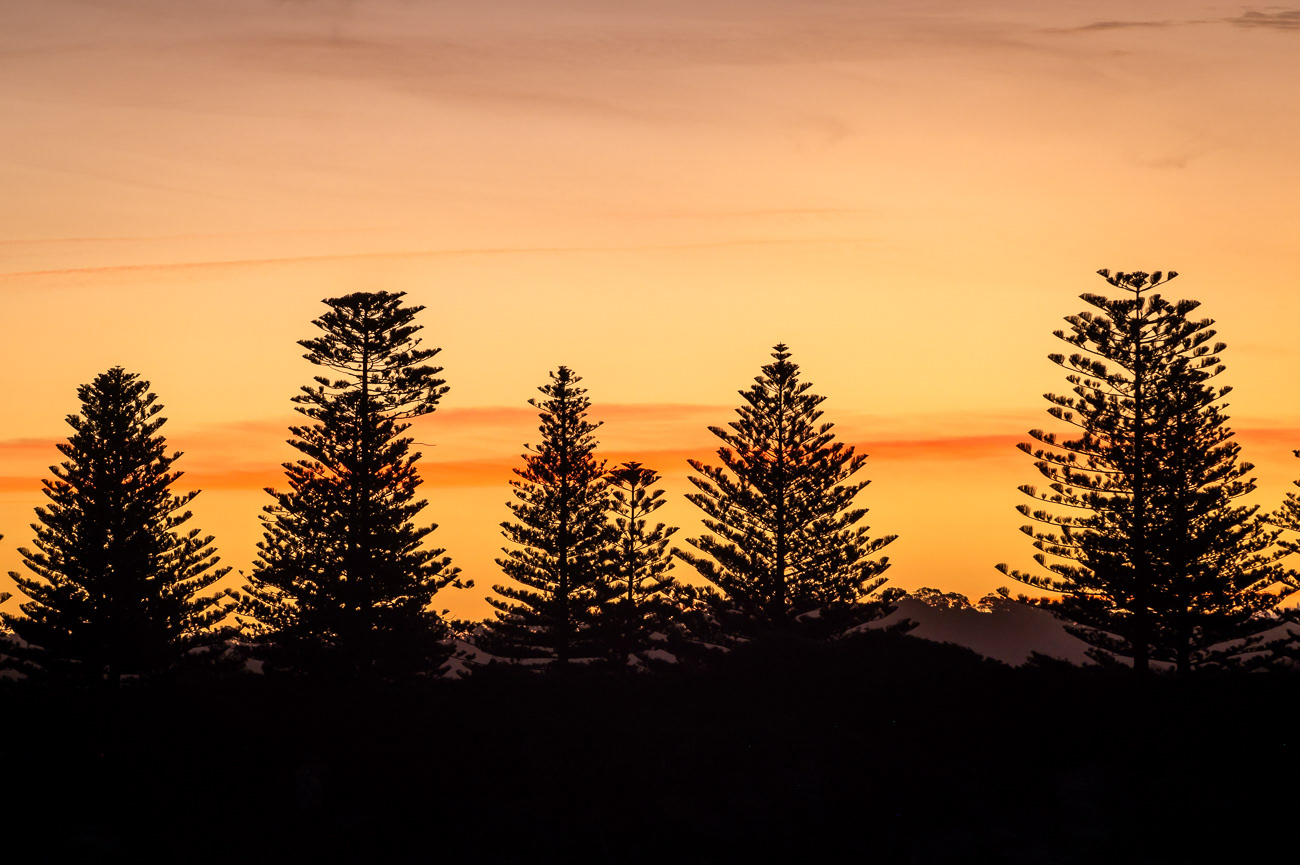 Pine Silhouette - Bermigui NSW Australia.  Lovely tree lined silhouette on sunset - Image taken 23-5-23