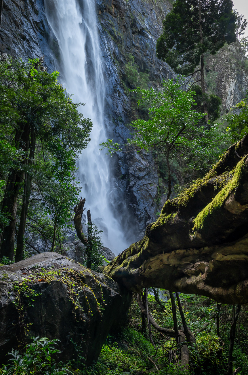 Stunning Ellenborough Falls - Elands NSW Australia.  Taken from the lush green walking track leading to the base of the falls - Image taken 14-4-23