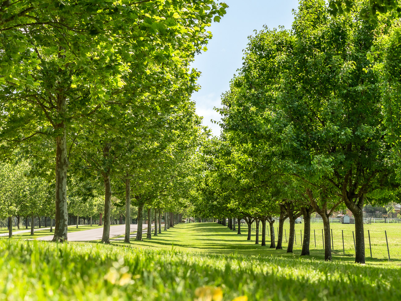 Beautiful tree lined entry to the old Sanitarium Factory - Cooranbong NSW Australia - Image taken 20-10-24