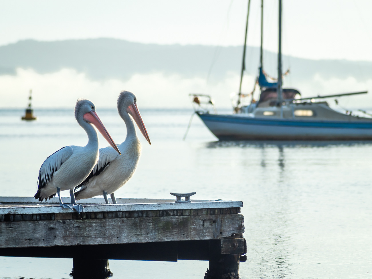 Birds and Boats - Wangi, Lake Macquarie NSW Australia.  What I think when Lake Macquarie is mentioned.  Birds, Boats and Jettys - Image taken 16-5-24