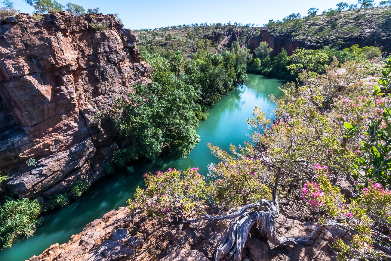 Gorgeous Gorge - Lawn Hill QLD Australia.  Tough Turkey Bush with a backdrop of Lawn Hill Gorge - Image taken 3-5-21
