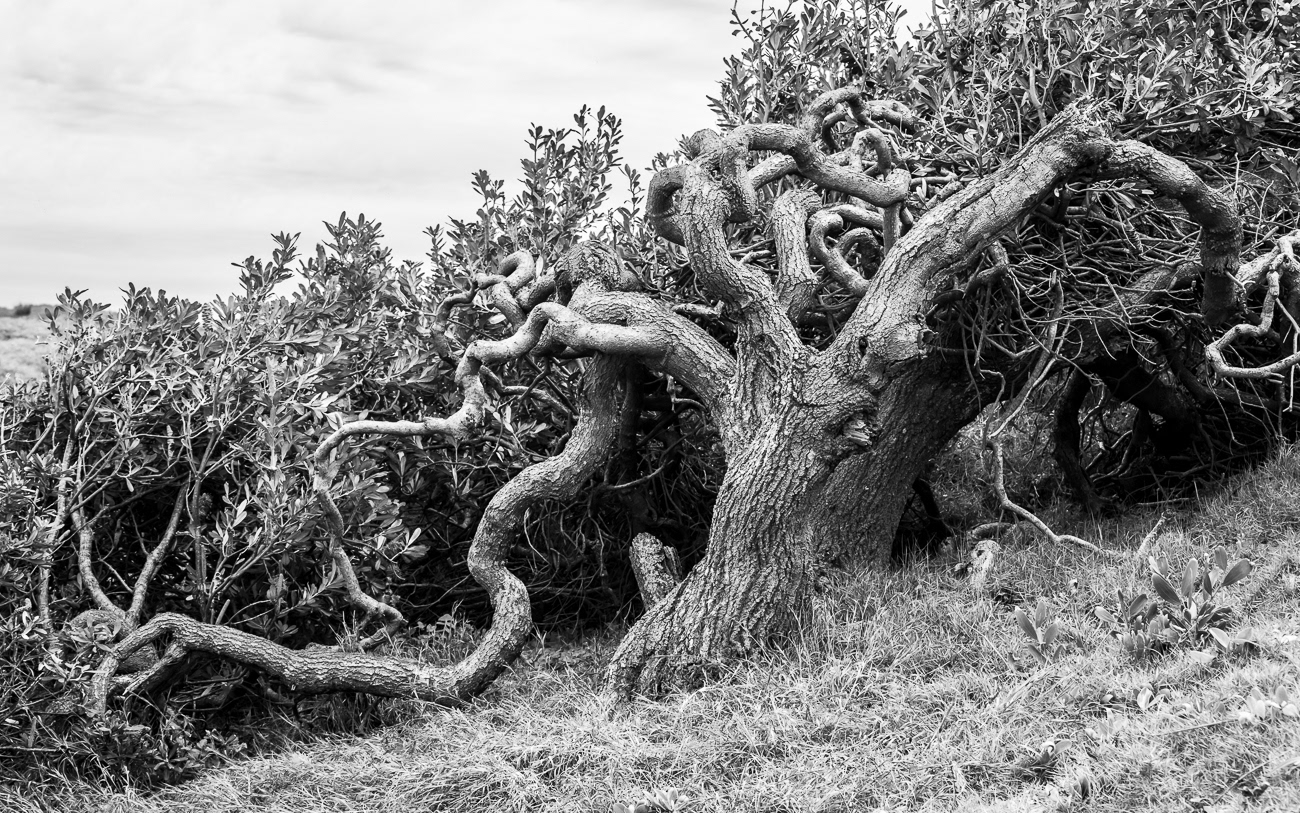 Weathered and Windswept - Illaroo Camping Area, Minnie Water, Yuraygir National Park NSW Australia - Image taken 19-8-24