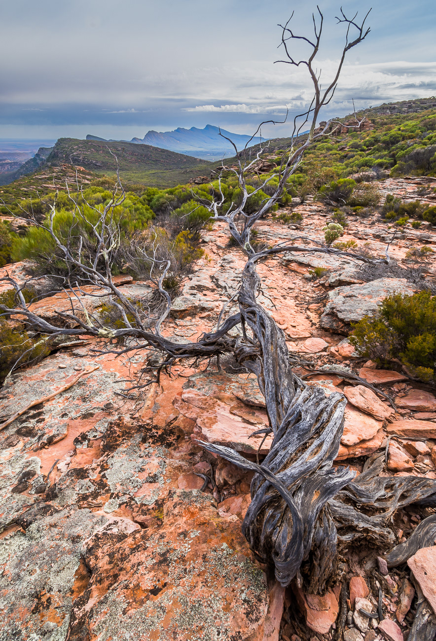 Rugged Range - Wilpena Pound, Flinders Ranges SA Australia.  Stunning views of Wilpena Pound - Image taken 1-6-21