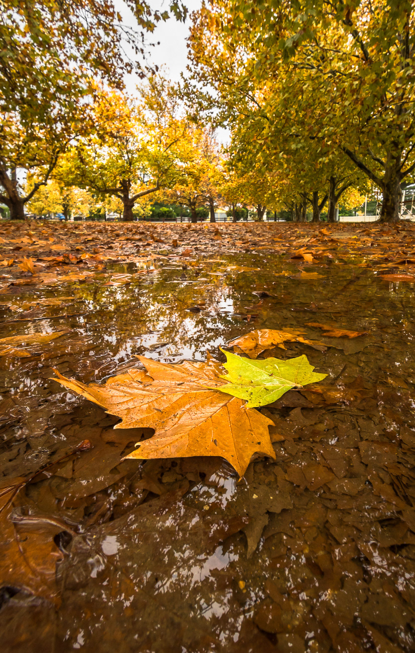 Autumn Allure - Quirindi NSW Australia.  Quirindi is a beautiful country town in NSW - Image taken 13-5-22