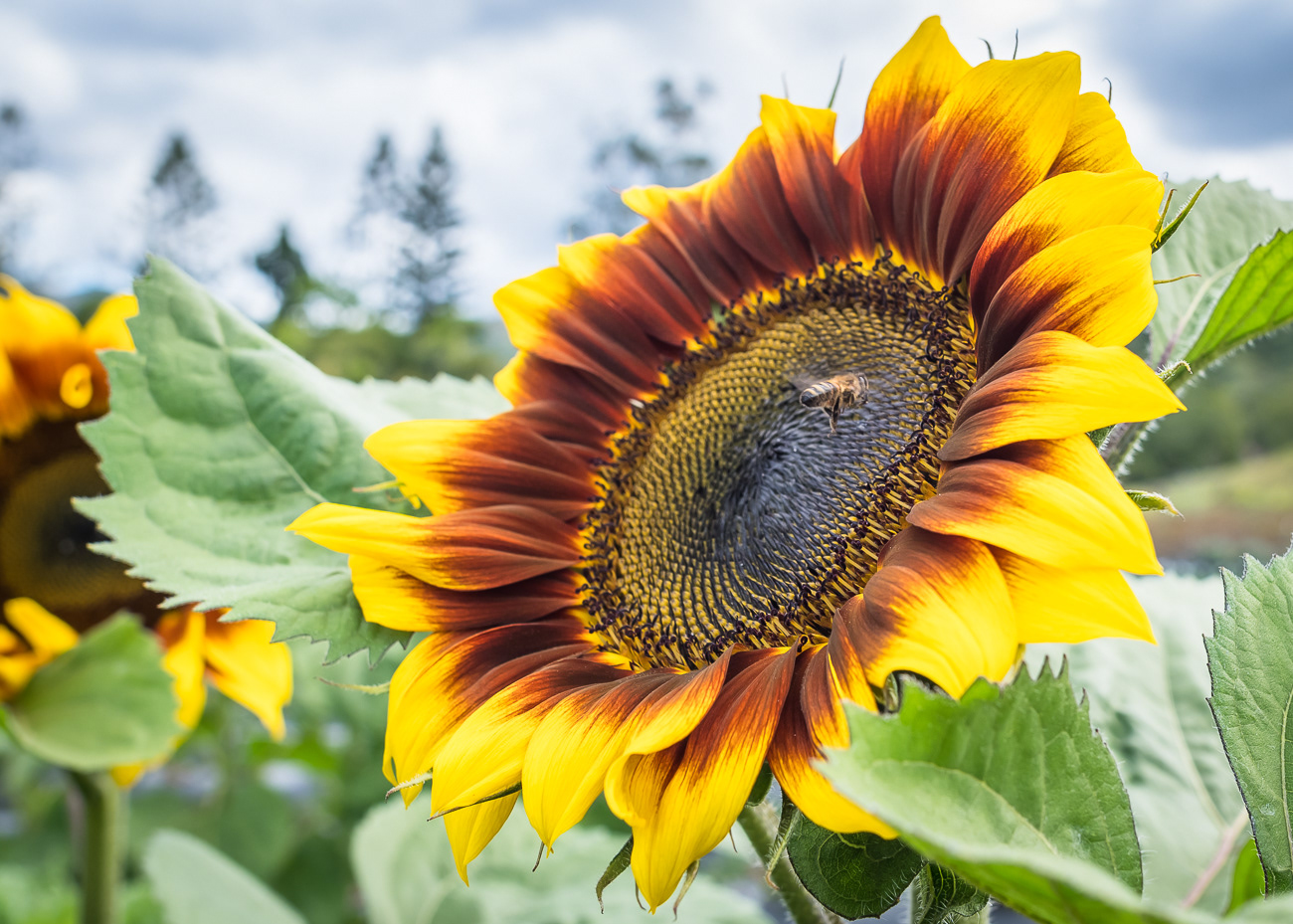 Sumptuous Sunflower - Ballantyne's Strawberry Farm, Cameron's Pocket QLD Australia.  Stunning sunflowers at the sunflower and strawberry farm - Image taken 30-7-22