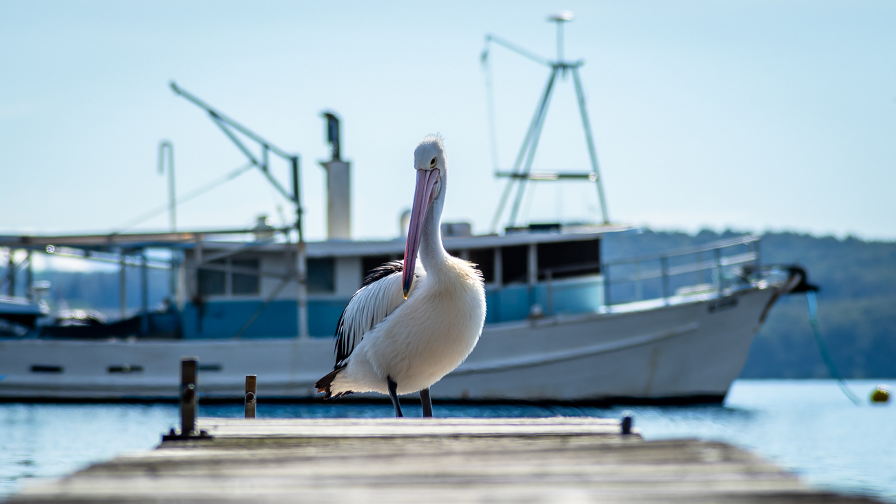 Percy the Pelican - Balcolyn, Lake Macquarie NSW Australia.  Percy soaking up the sun on a beautiful blue sky day - Image taken 24-6-24