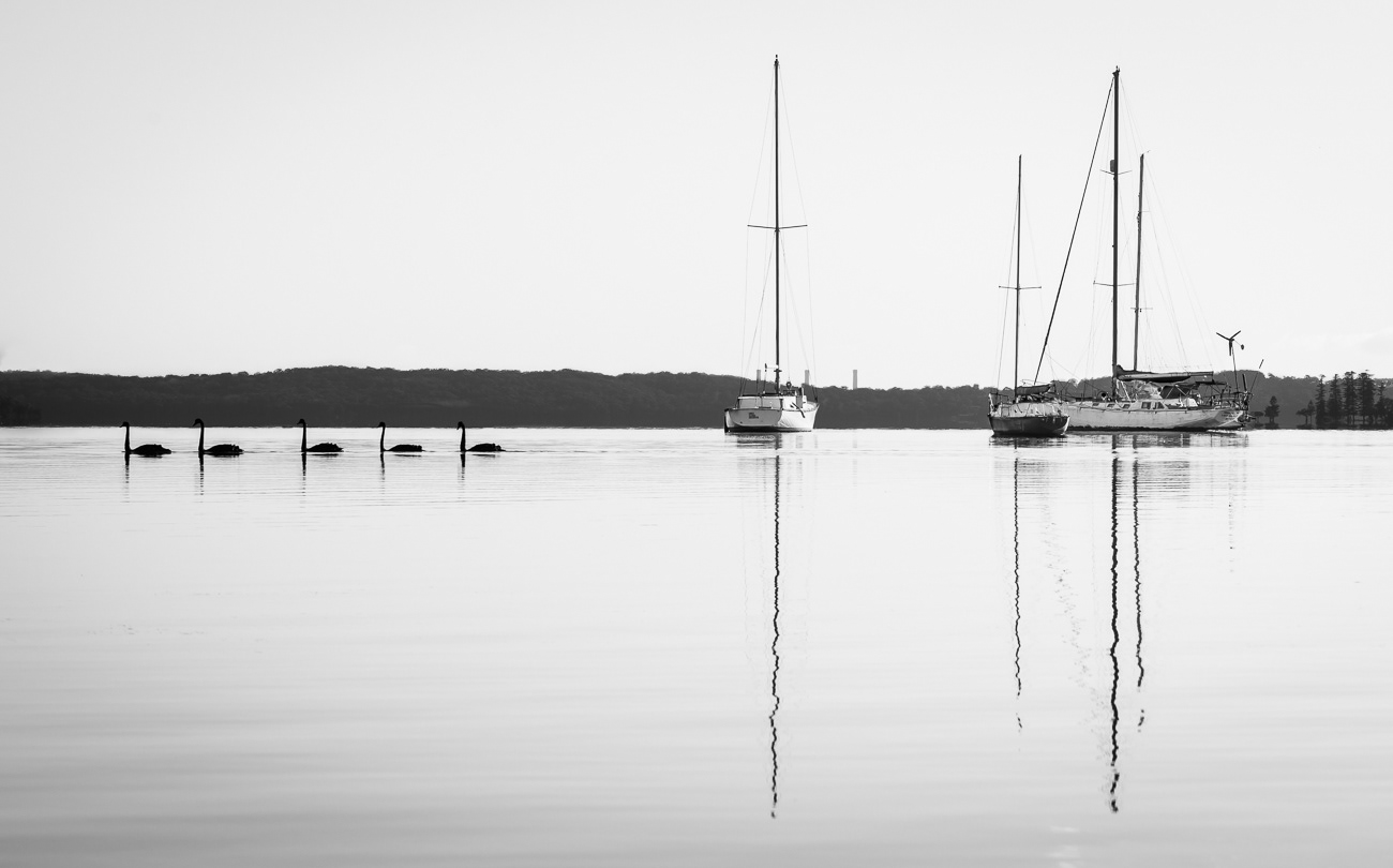 Swans and Yachts - Bonnells Bay, Lake Macquarie NSW Australia.  Swans gliding past in formation on a peaceful morning - Image taken 16-10-22