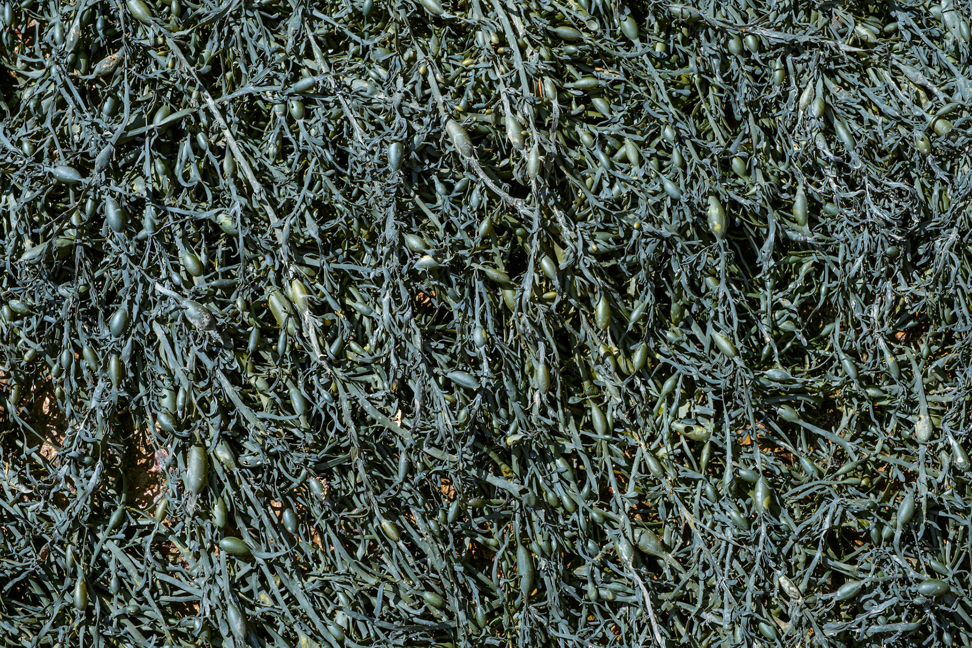 Voyage en Nouvelle Écosse 2019