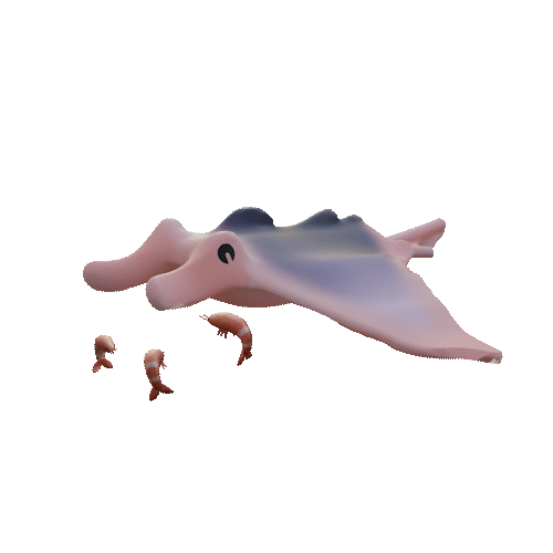Manta Ray - Discovery