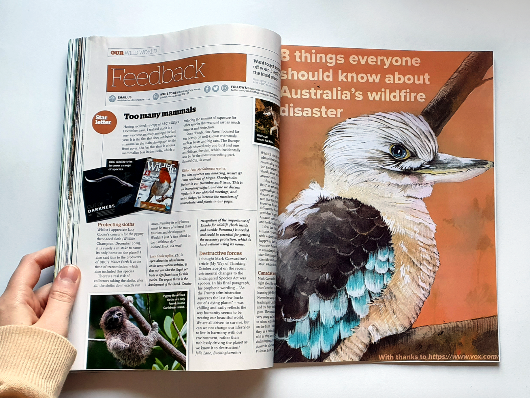 Personal Project, Kookaburra Illustration mockup