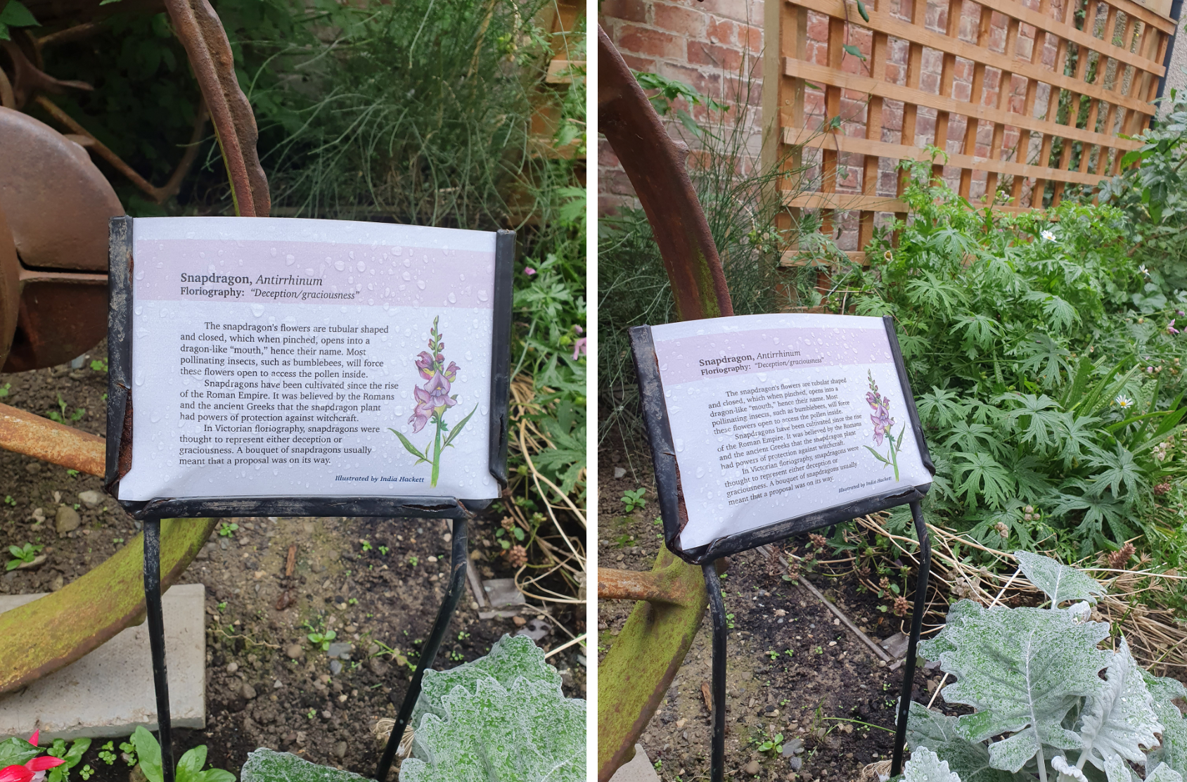 Llandudno Museum Biodiversity garden labels