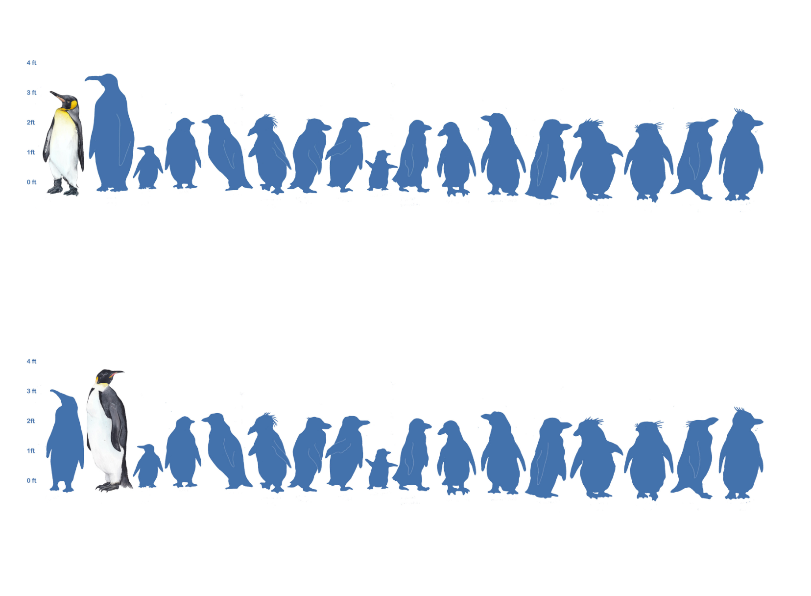Personal Project, penguin species