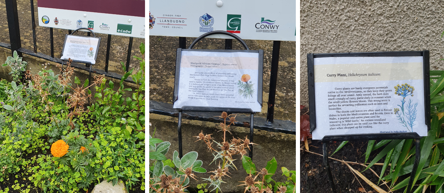 Llandudno Museum Biodiversity garden labels