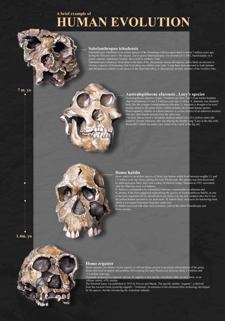 Liverpool World Museum poster, human evolution