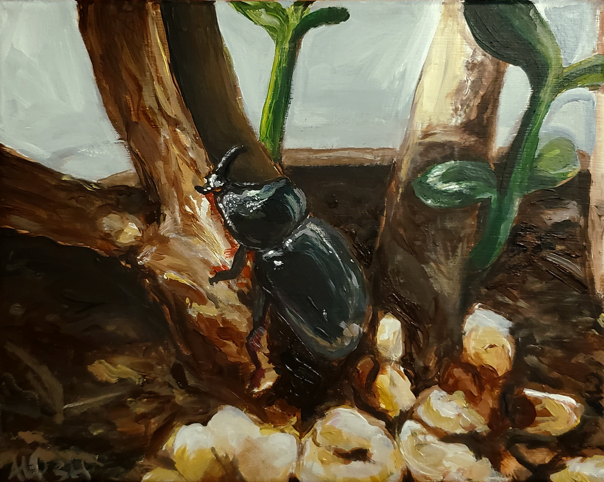 rhinoceros beetle on jade plant (2022)