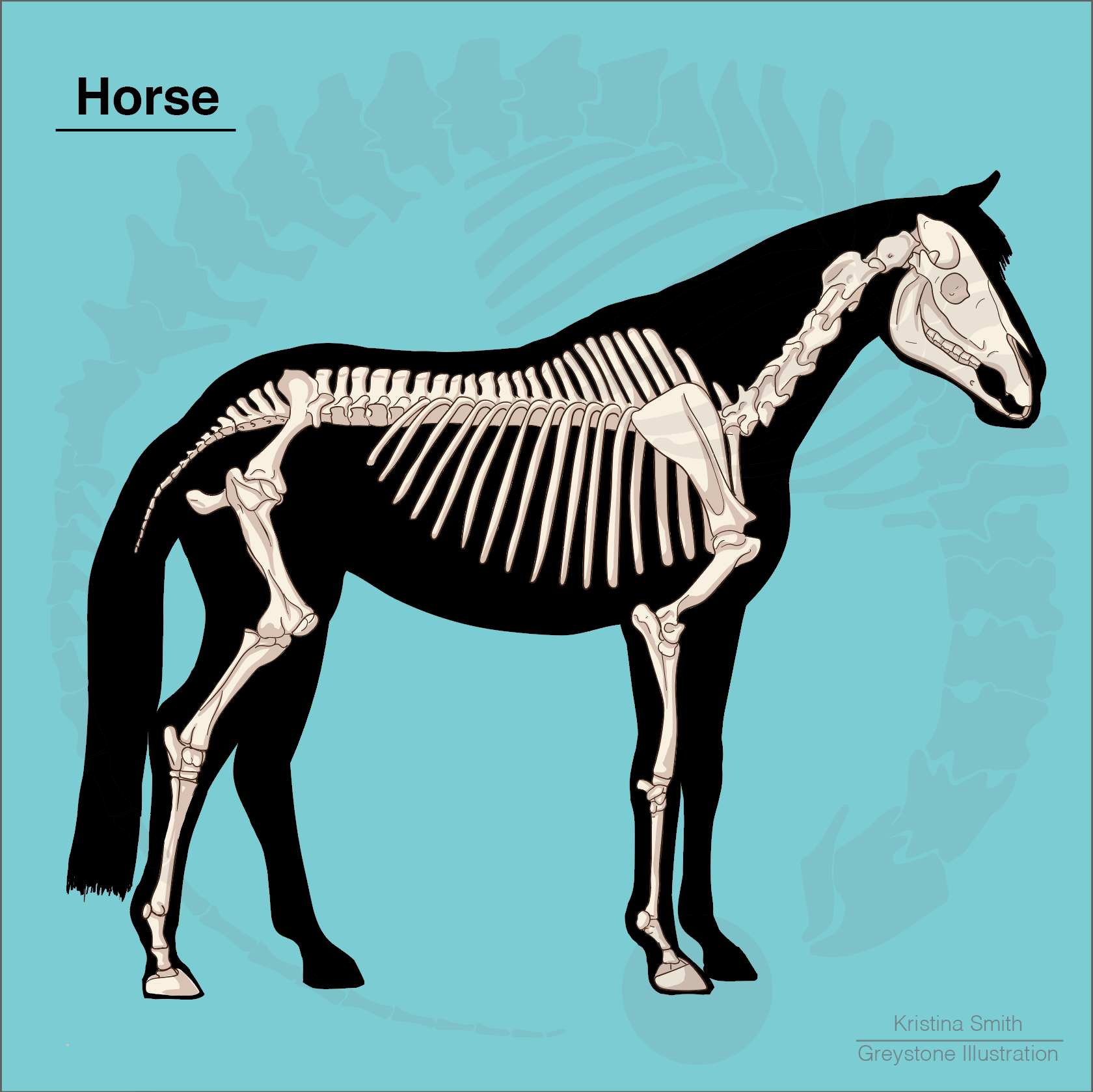 horse