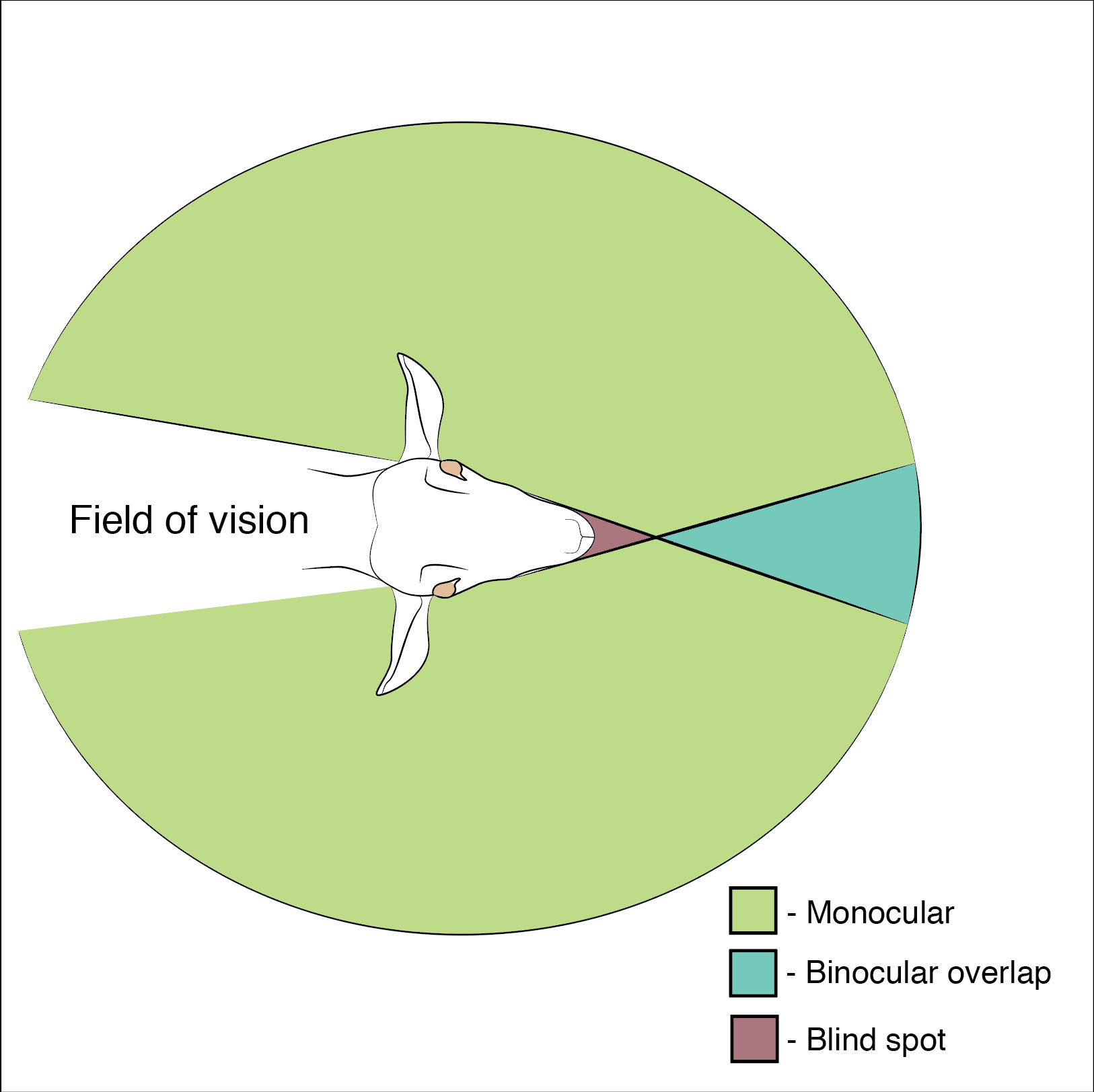 goat vision