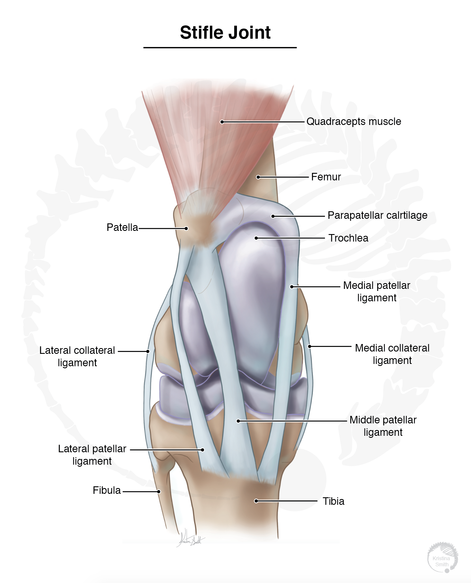 stifle anatomy