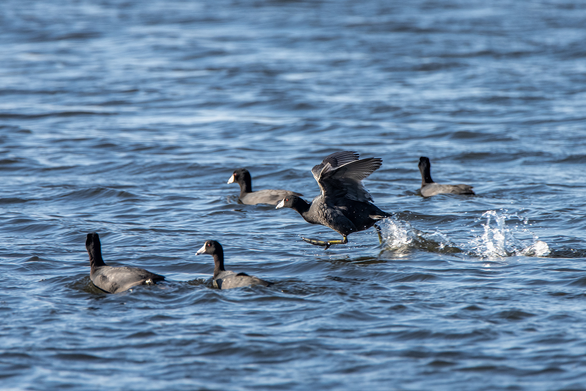 Coot walking on water