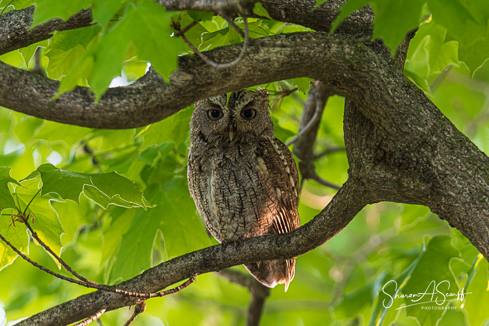 Sitting in the tree 20 feet from the front door!