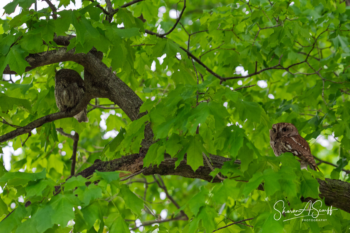 Both adult owls.