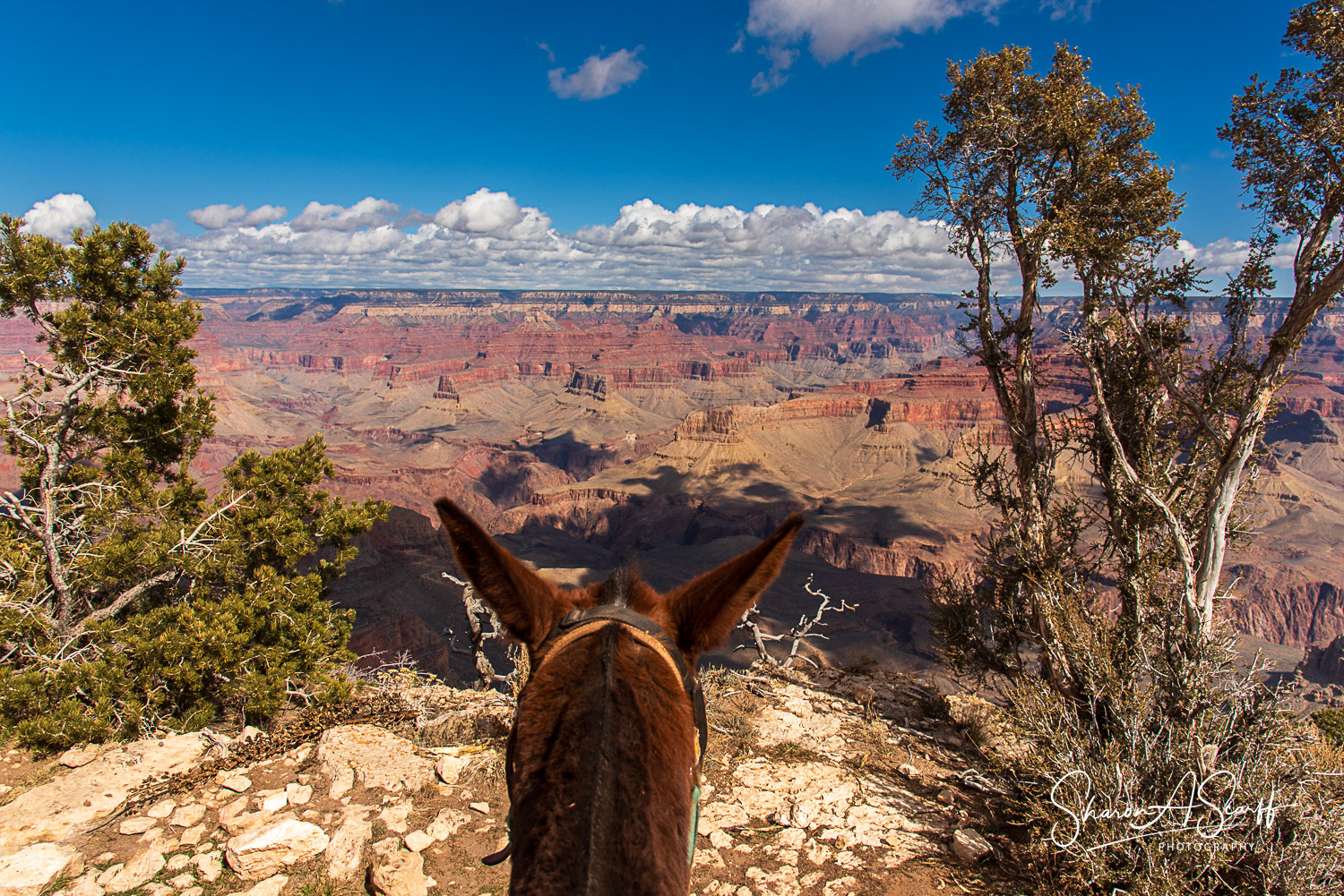 Photo lined up with my mule, Ratz's ears!