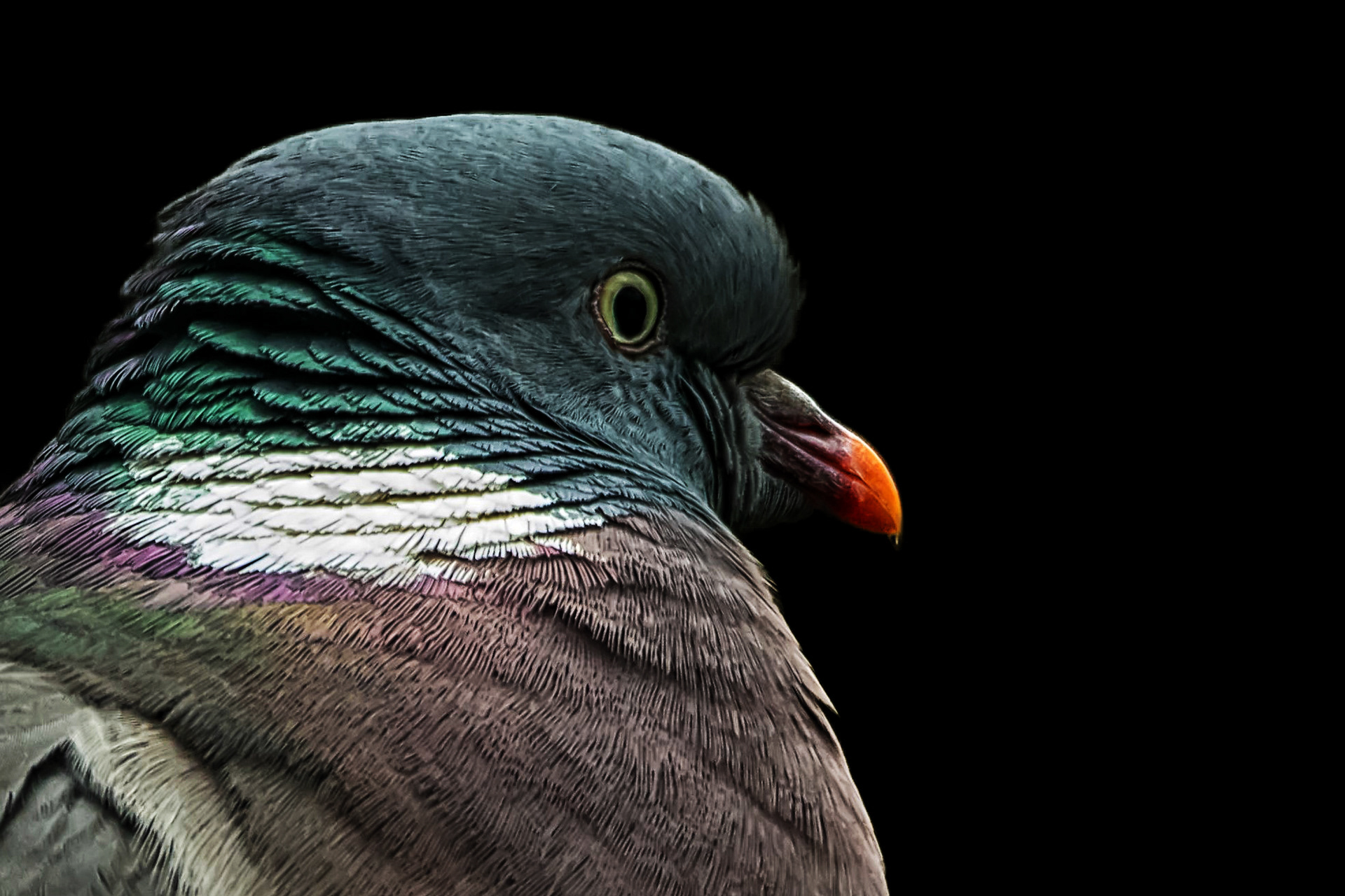 BB-16