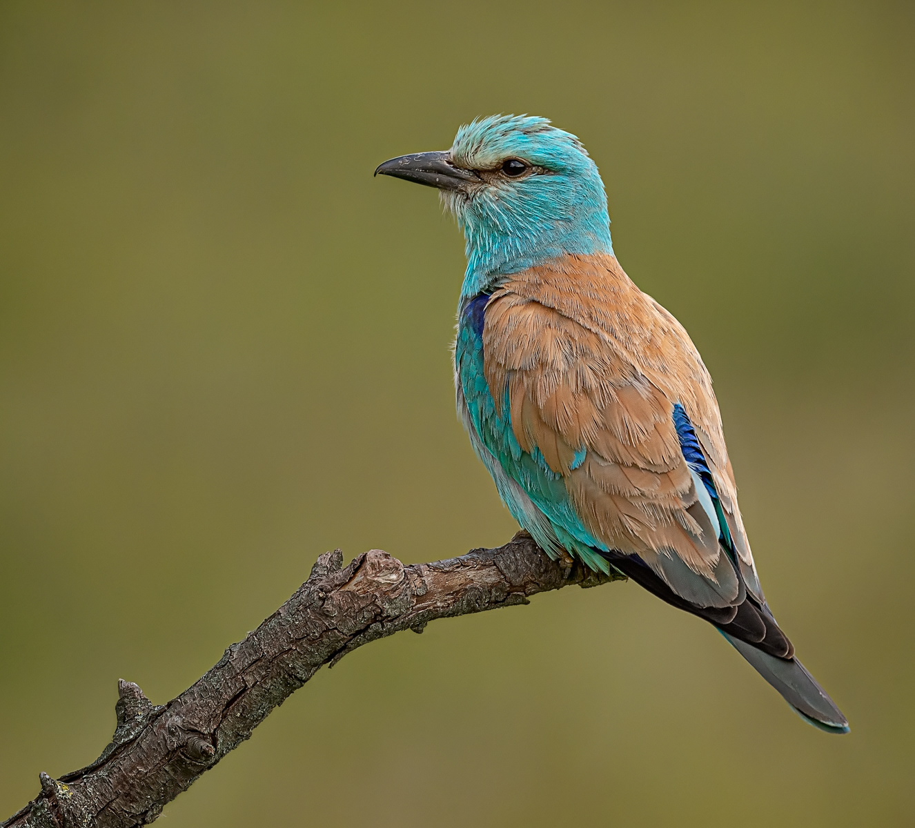 European Roller