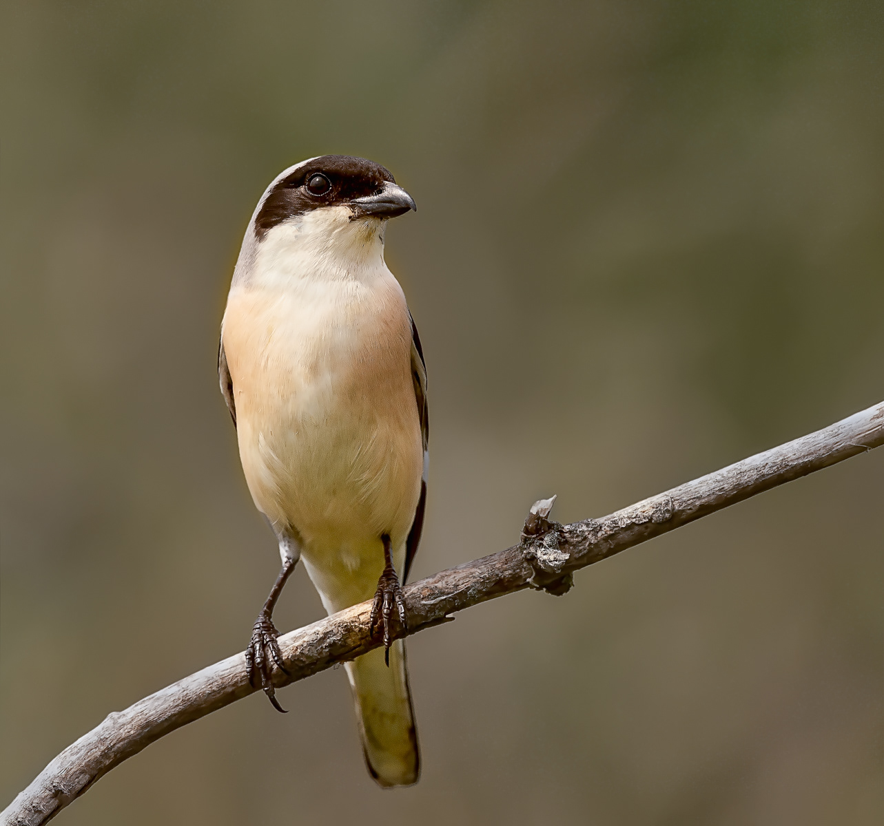 Male Lesser Grey Shrike