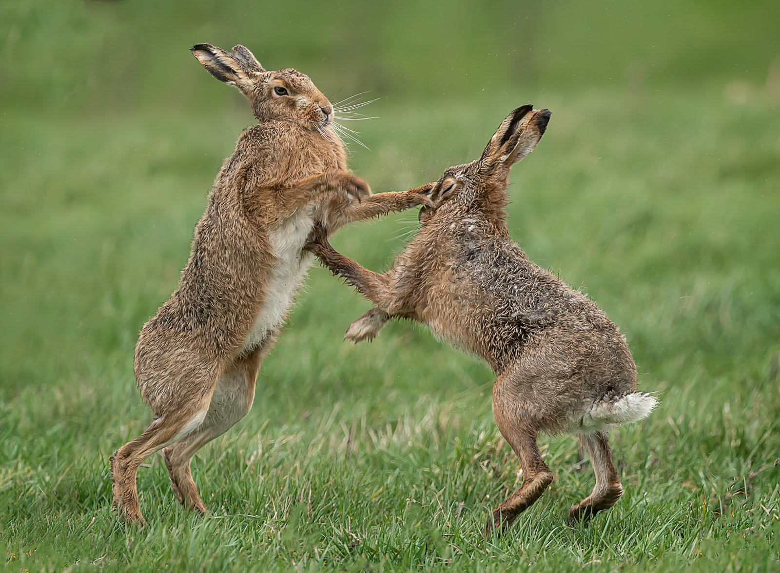 Boxing Hares