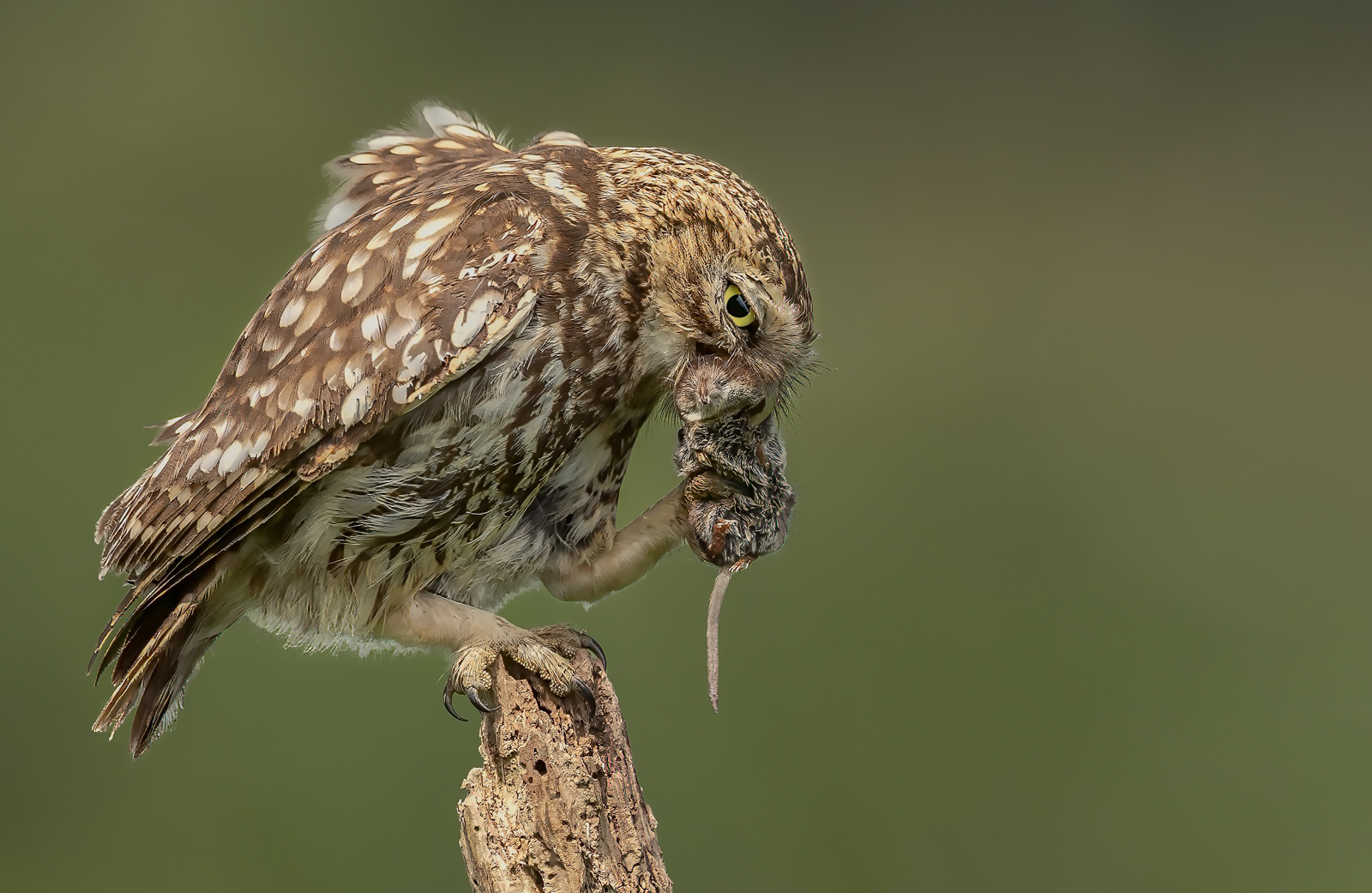 Little Owl Dispatching Common Shrew