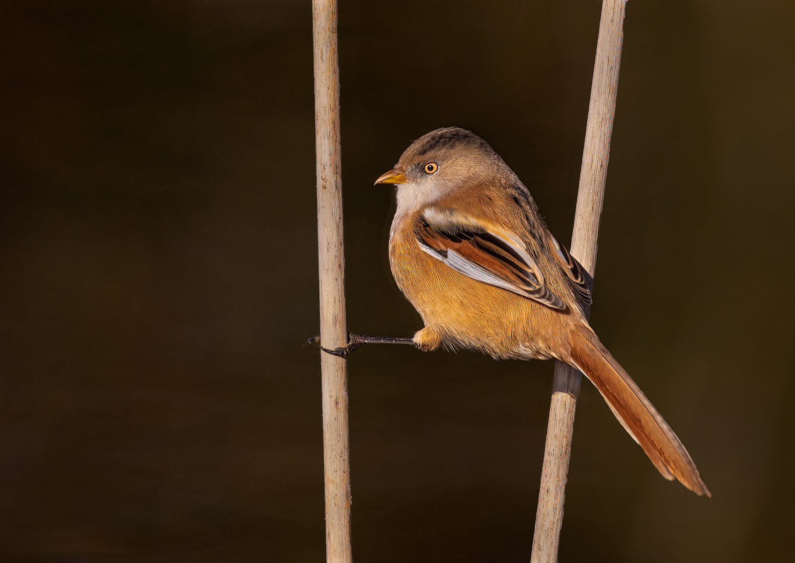 Female Bearded Reedling
