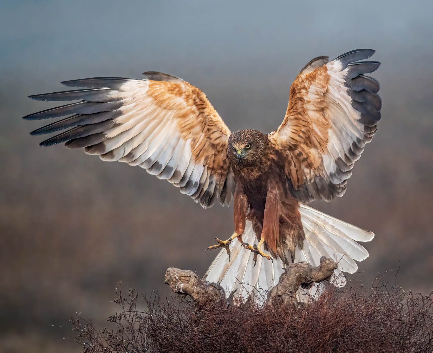 Incoming Marsh Harrier