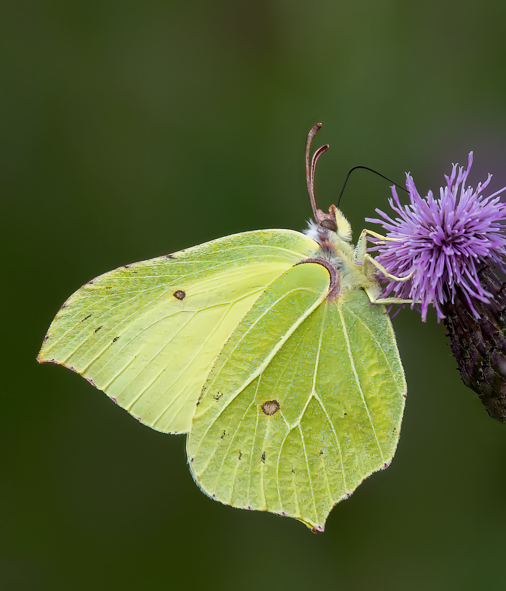 Brimstone