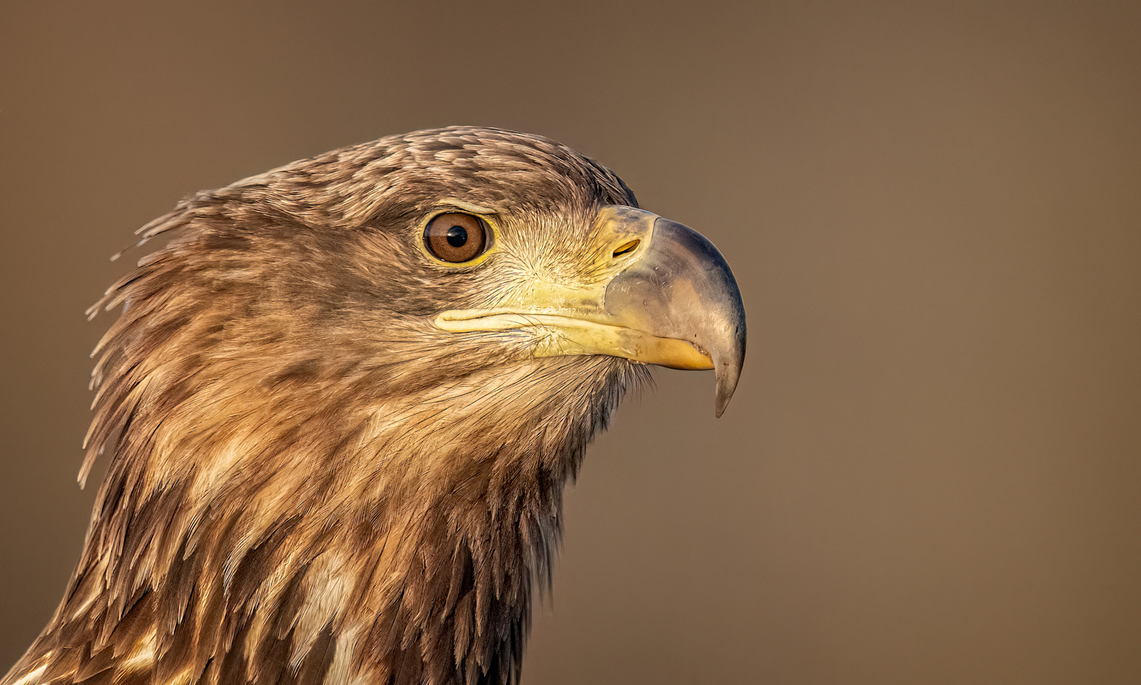 White-Tailed Eagle Portrait