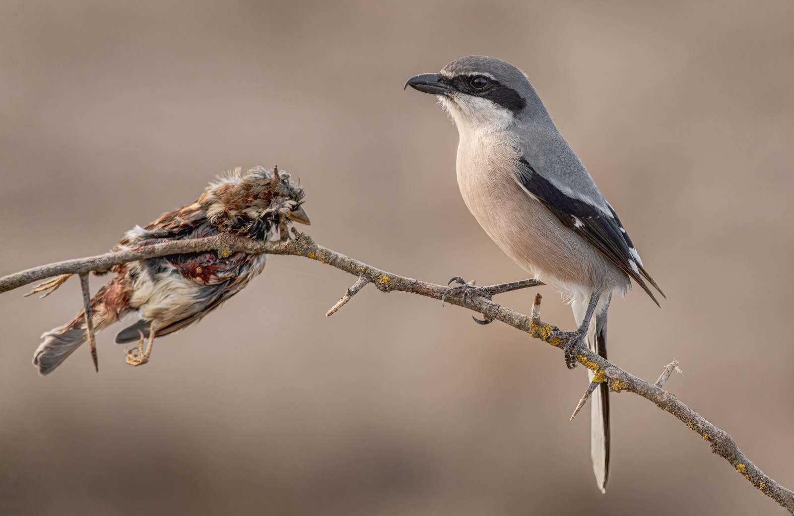 Iberian Grey Shrike with Impaled Prey