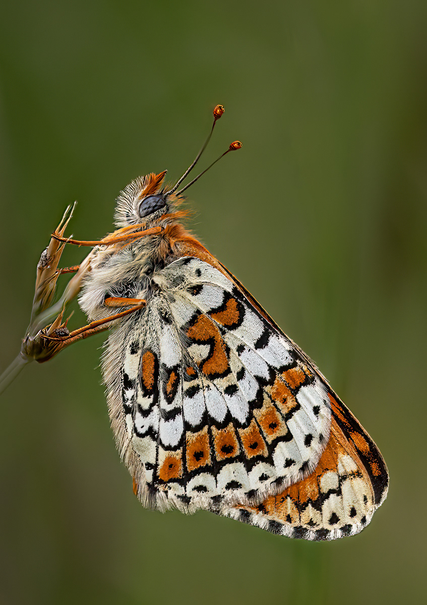 Glanville Fritillary