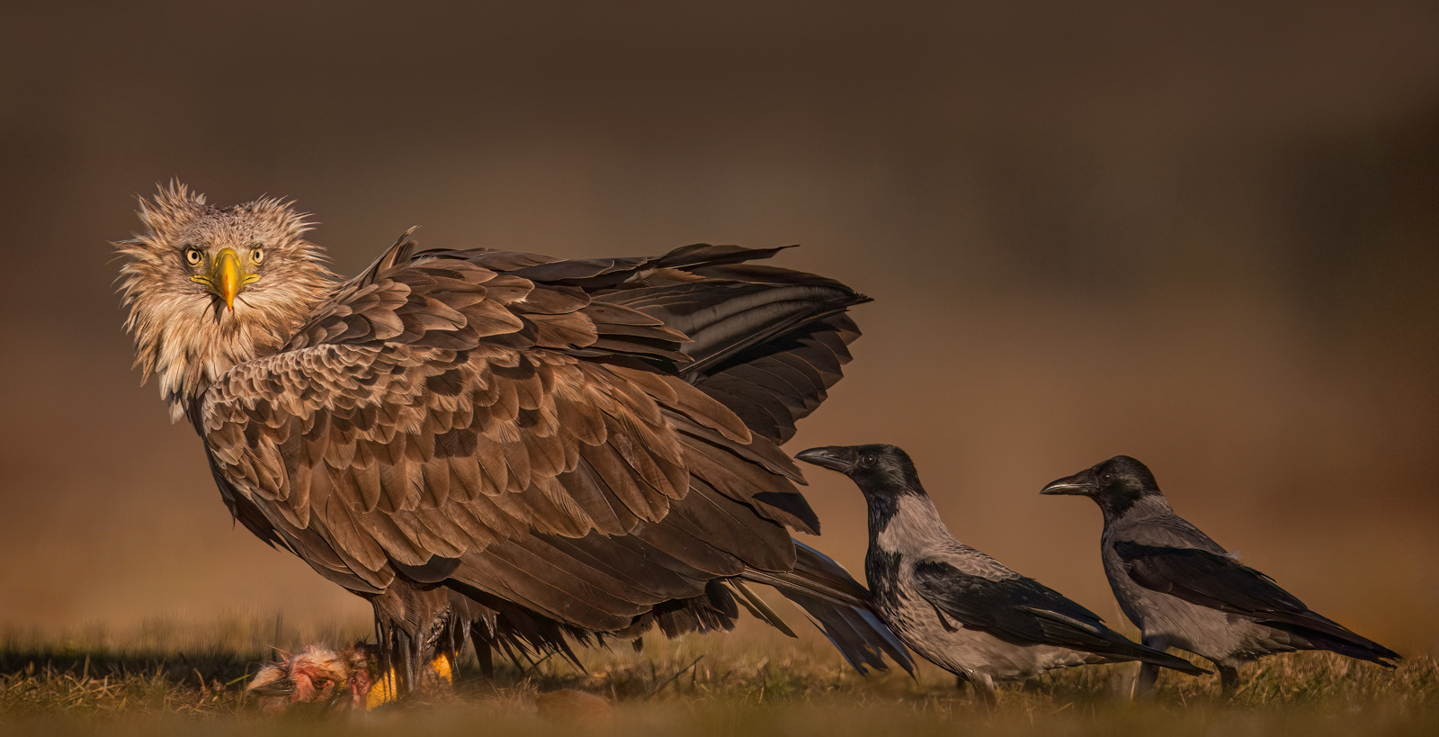 White-Tailed Eagle with Hooded Crows