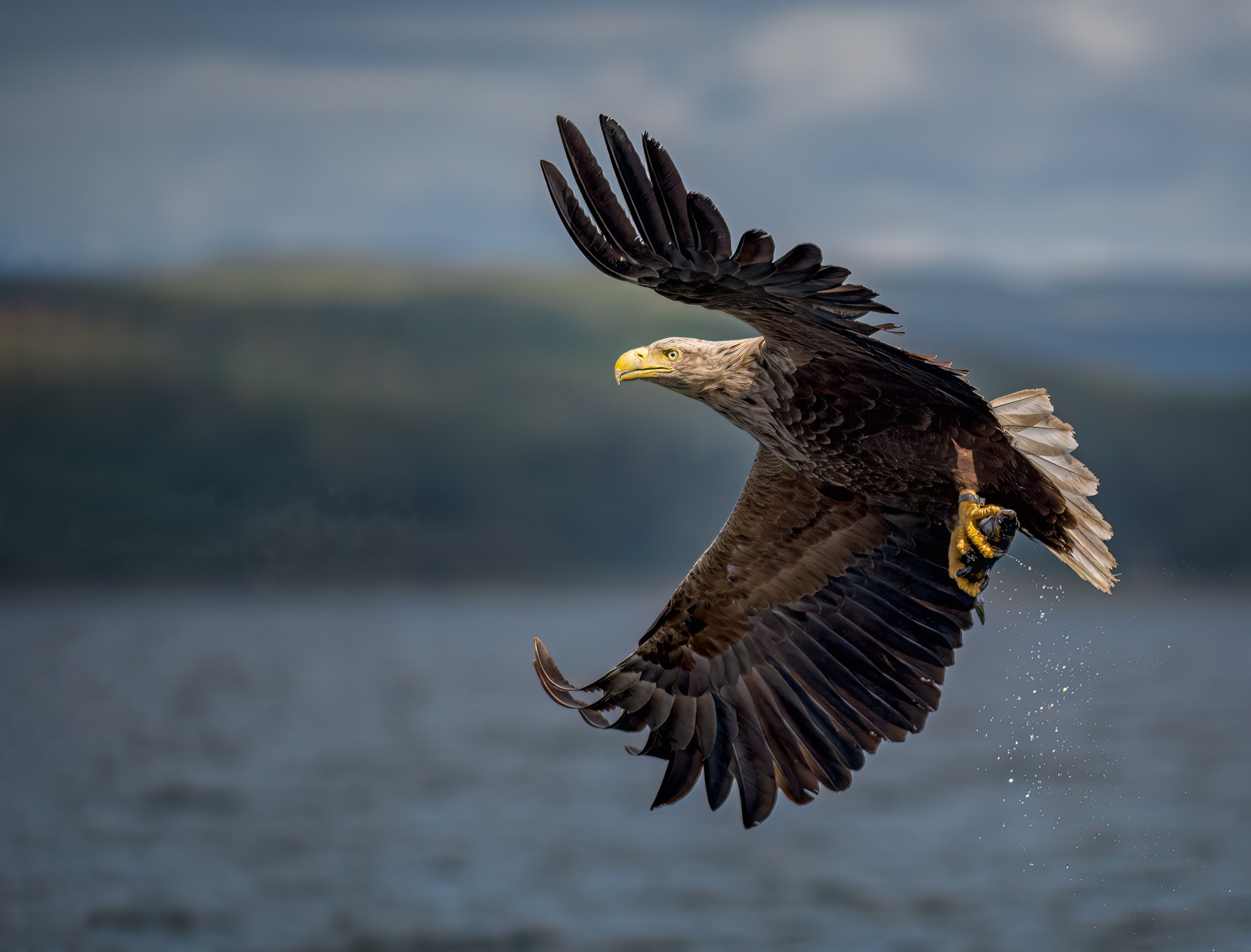 White-Tailed Eagle