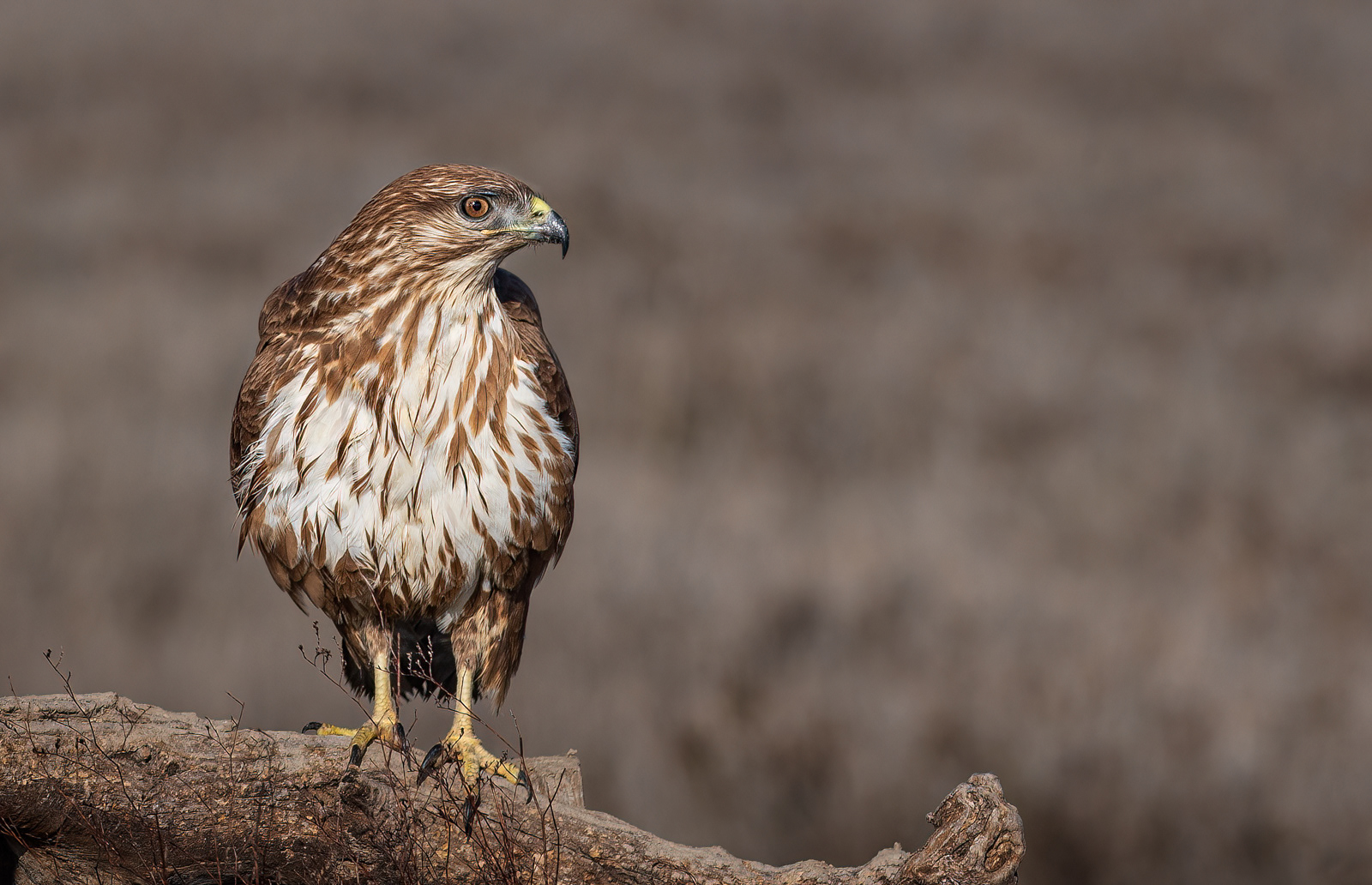 Buzzard